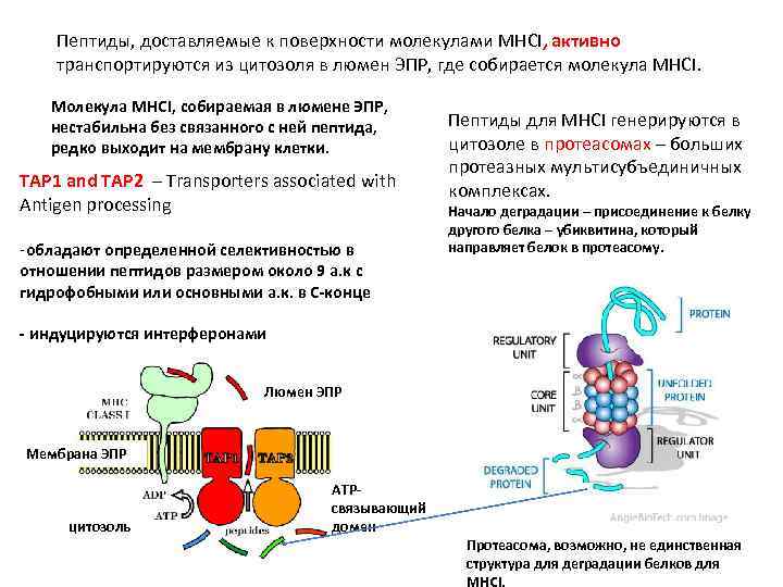 Пептиды, доставляемые к поверхности молекулами MHCI, активно транспортируются из цитозоля в люмен ЭПР, где