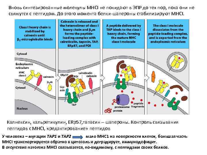 Вновь синтезированные молекулы MHCI не покидают в ЭПР до тех пор, пока они не