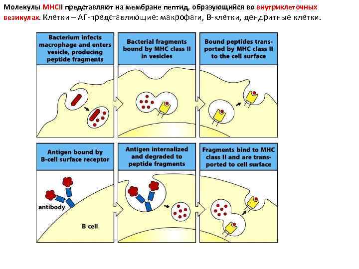 Молекулы MHCII представляют на мембране пептид, образующийся во внутриклеточных везикулах. Клетки – АГ-представляющие: макрофаги,