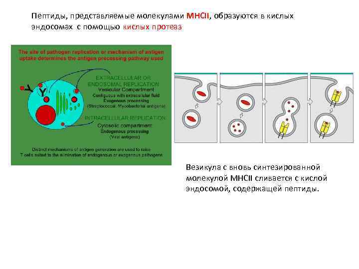 Пептиды, представляемые молекулами MHCII, образуются в кислых эндосомах с помощью кислых протеаз Везикула с