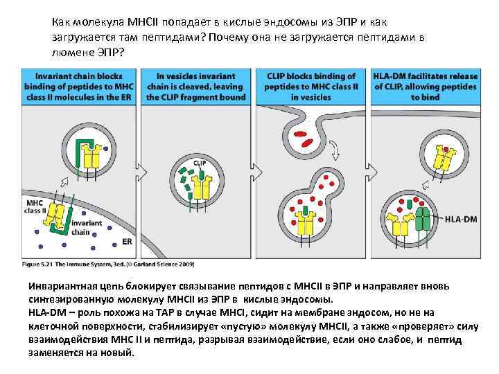 Как молекула МНСII попадает в кислые эндосомы из ЭПР и как загружается там пептидами?