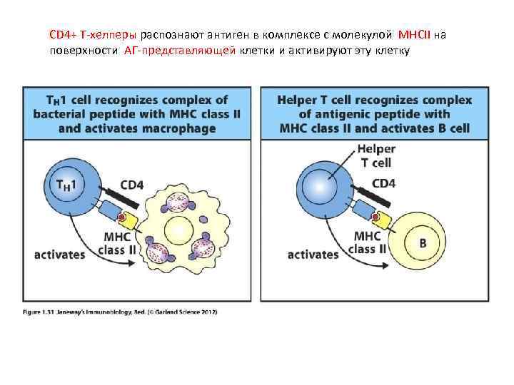 CD 4+ Т-хелперы распознают антиген в комплексе с молекулой MHCII на поверхности АГ-представляющей клетки