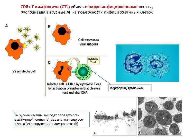 CD 8+ T лимфоциты (СTL) убивают вирус-инфицированные клетки, распознавая вирусные АГ на поверхности инфицированных