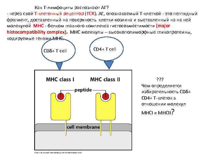 Как Т-лимфоциты распознают АГ? - через свой Т-клеточный рецептор (TCR). АГ, опознаваемый Т-клеткой -