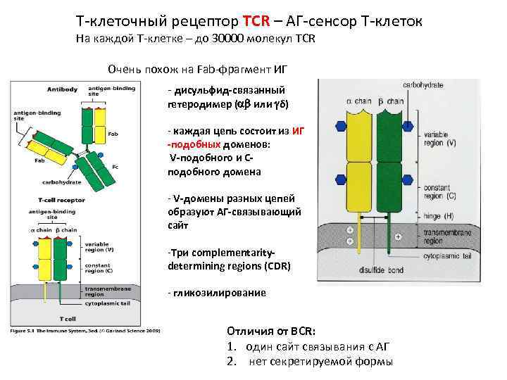 Т-клеточный рецептор TCR – АГ-сенсор Т-клеток На каждой Т-клетке – до 30000 молекул TCR