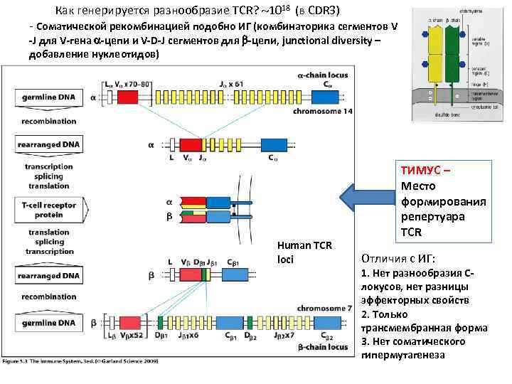 Как генерируется разнообразие TCR? 1018 (в СDR 3) - Соматической рекомбинацией подобно ИГ (комбинаторика