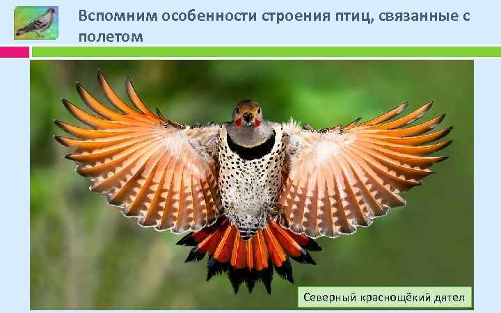 Вспомним особенности строения птиц, связанные с полетом Февраль 2018 г. Северный краснощёкий дятел 