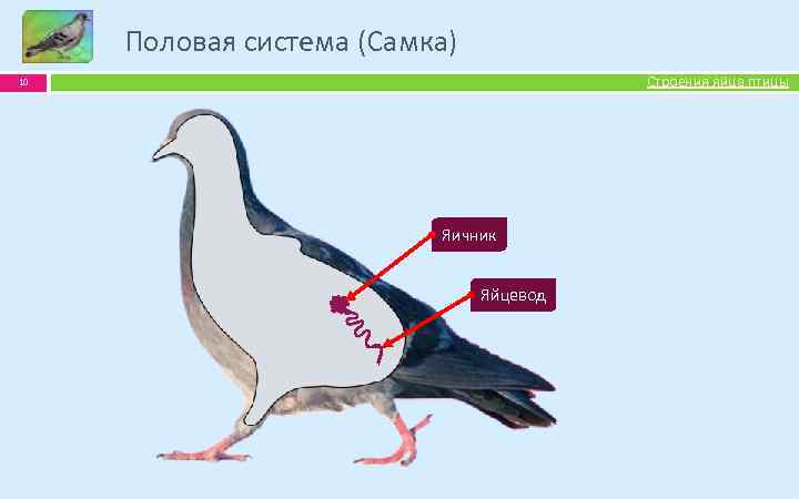 Половая система (Самка) Строения яйца птицы 10 Яичник Яйцевод 