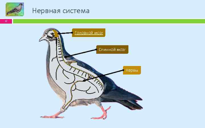 Нервная система 12 Головной мозг Спинной мозг Нервы 