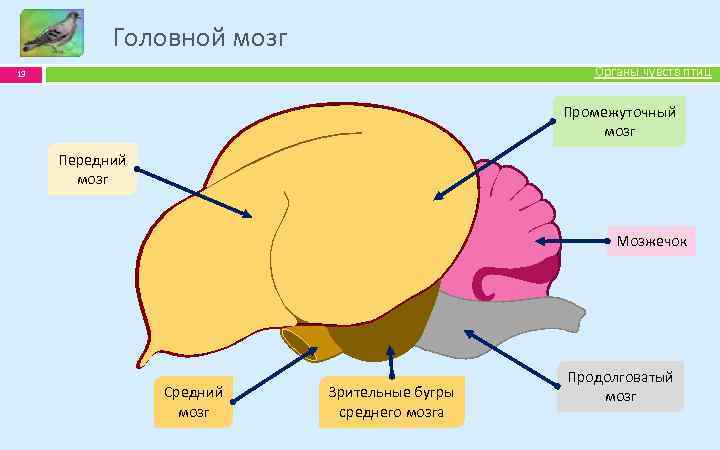 Головной мозг Органы чувств птиц 13 Промежуточный мозг Передний мозг Мозжечок Средний мозг Зрительные