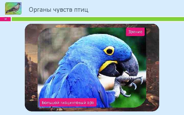 Органы чувств птиц 14 Обоняние Зрение Слух Большой гиацинтовый Киви Обыкновенная совка Белоголовый орлан