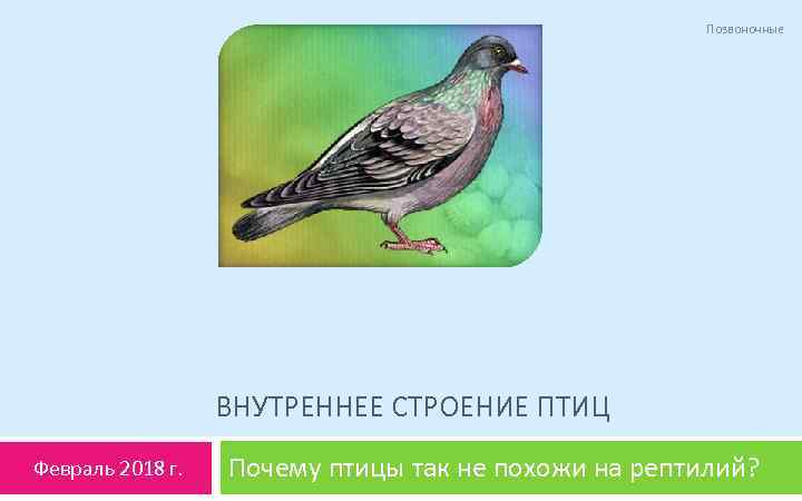 Позвоночные ВНУТРЕННЕЕ СТРОЕНИЕ ПТИЦ Февраль 2018 г. Почему птицы так не похожи на рептилий?