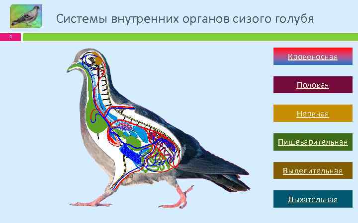 Класс птицы особенности внутреннего строения