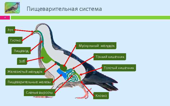 Пищеварительная система 4 Рот Глотка Мускульный желудок Пищевод Тонкий кишечник Зоб Железистый желудок Толстый