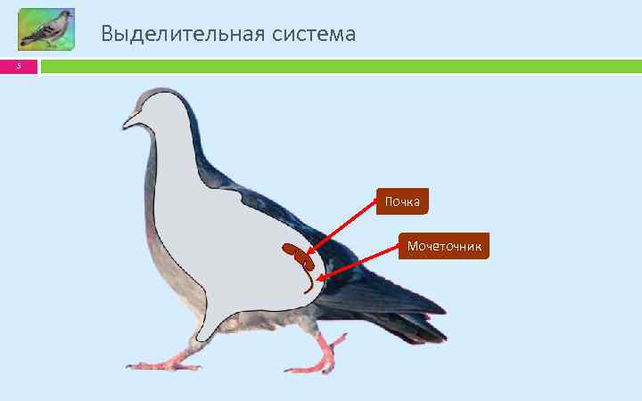 Выделительная система 5 Почка Мочеточник 