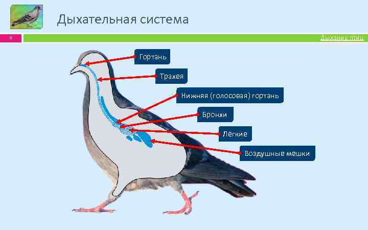 Правильный путь поступления воздуха в легкие у птиц схема