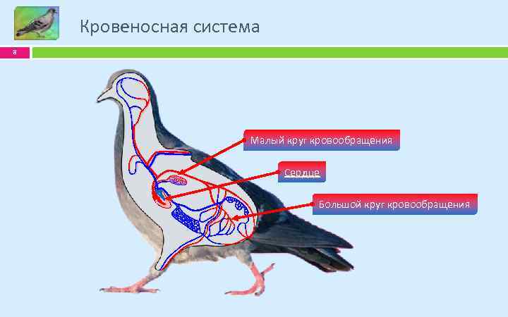 Кровеносная система 8 Малый круг кровообращения Сердце Большой круг кровообращения 