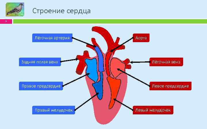 Легочная артерия где находится у человека схема