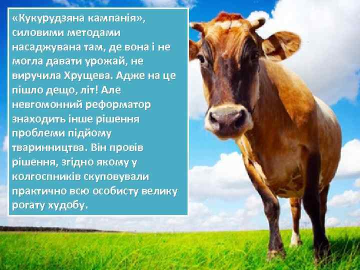  «Кукурудзяна кампанія» , силовими методами насаджувана там, де вона і не могла давати