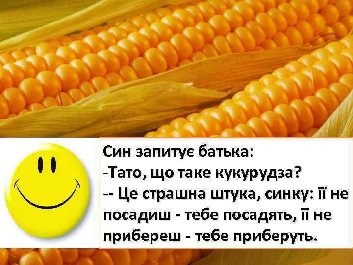 Син запитує батька: -Тато, що таке кукурудза? -- Це страшна штука, синку: її не