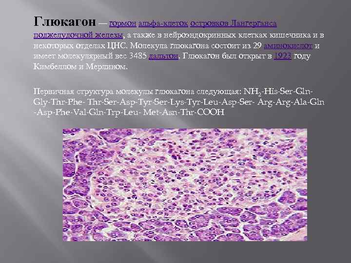 Глюкагон — гормон альфа-клеток островков Лангерганса поджелудочной железы, а также в нейроэндокринных клетках кишечника