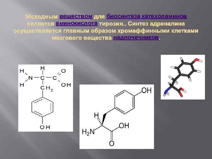 Схема синтеза катехоламинов из аминокислоты тирозина