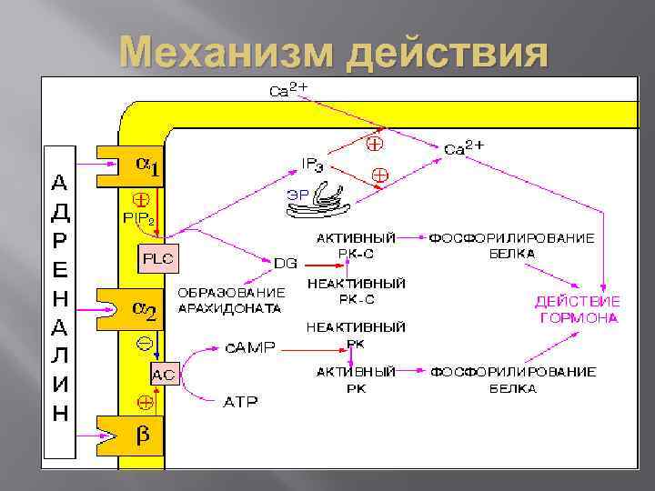  Механизм действия 