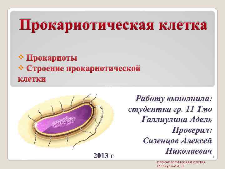 Прокариотическая клетка Прокариоты Строение прокариотической клетки v v 2013 г Работу выполнила: студентка гр.