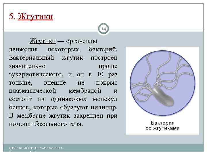 5. Жгутики 14 Жгутики — органеллы движения некоторых бактерий. Бактериальный жгутик построен значительно проще