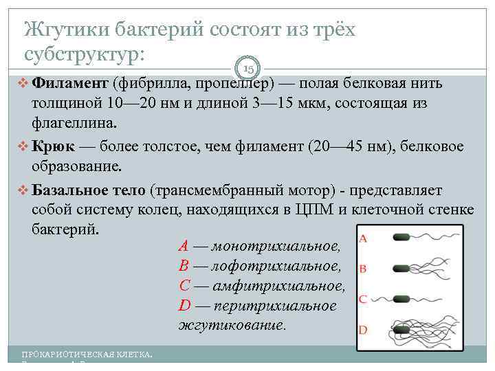 Состав жгутиков бактерий