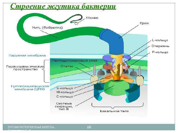 Строение жгутика бактерии ПРОКАРИОТИЧЕСКАЯ КЛЕТКА. Галлиулина А. В. 16 