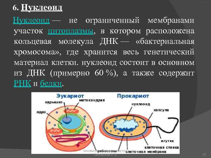 В клетках прокариот днк. Плазмида в прокариотической клетке. Строение нуклеоида микробиология. Нуклеоид у прокариот. Строение нуклеоида бактерий.