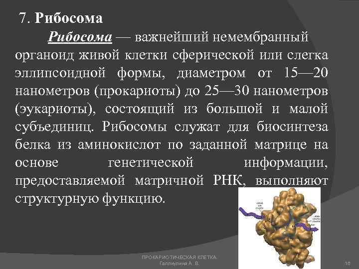 7. Рибосома — важнейший немембранный органоид живой клетки сферической или слегка эллипсоидной формы, диаметром