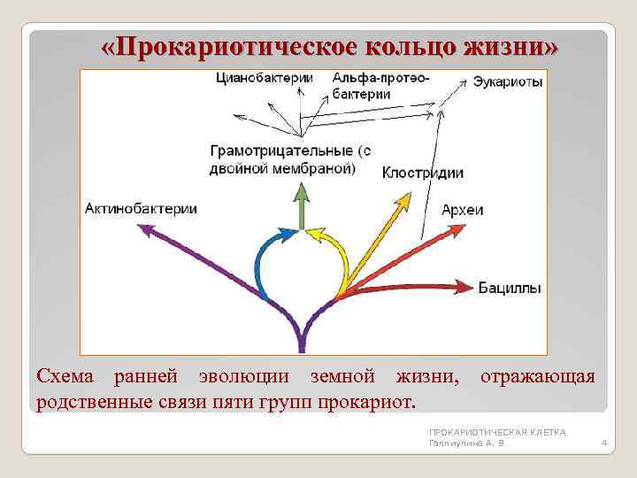  «Прокариотическое кольцо жизни» Схема ранней эволюции земной жизни, отражающая родственные связи пяти групп