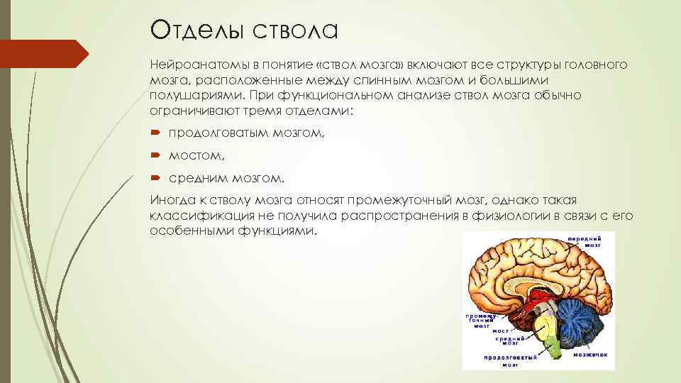 Отделы ствола Нейроанатомы в понятие «ствол мозга» включают все структуры головного мозга, расположенные между