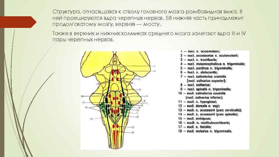 Структура, относящаяся к стволу головного мозга-ромбовидная ямка. В ней проецируются ядра черепных нервов. Её