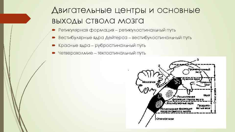 Двигательные центры и основные выходы ствола мозга Ретикулярная формация – ретикулоспинальный путь Вестибулярные ядра