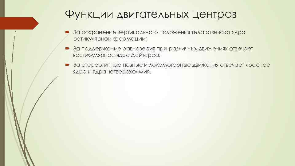 Функции двигательных центров За сохранение вертикального положения тела отвечают ядра ретикулярной формации; За поддержание