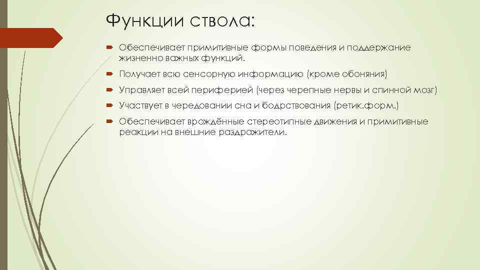 Функции ствола: Обеспечивает примитивные формы поведения и поддержание жизненно важных функций. Получает всю сенсорную