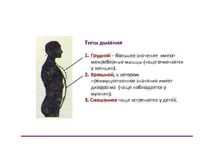 Типы дыхания 1. Грудной – большее значение имеют межреберные мышцы (чаще отмечается у женщин).