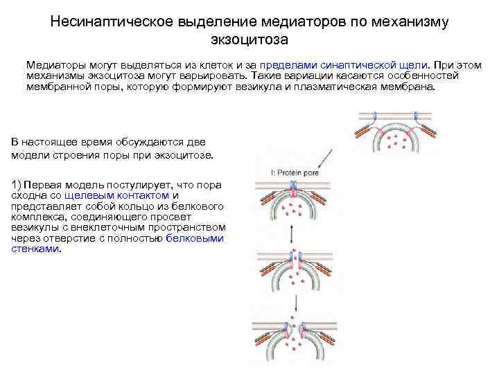 Несинаптическое выделение медиаторов по механизму экзоцитоза Медиаторы могут выделяться из клеток и за пределами