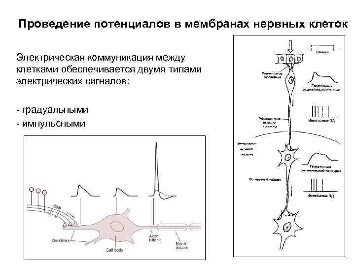 Проведение потенциалов в мембранах нервных клеток Электрическая коммуникация между клетками обеспечивается двумя типами электрических