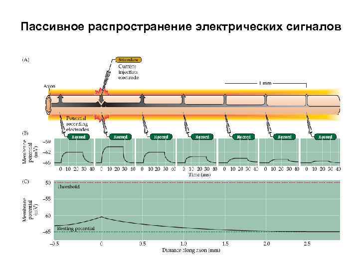 Пассивное распространение электрических сигналов 