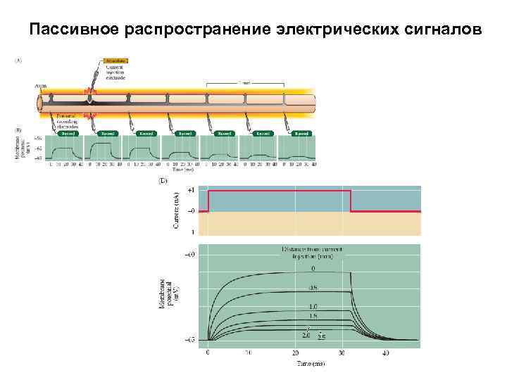 Пассивное распространение электрических сигналов 