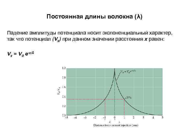 Постоянная длины волокна (λ) Падение амплитуды потенциала носит экспоненциальный характер, так что потенциал (Vx)