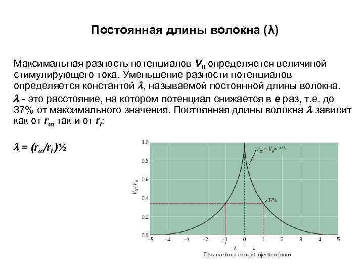Постоянная длины волокна (λ) Максимальная разность потенциалов V 0 определяется величиной стимулирующего тока. Уменьшение