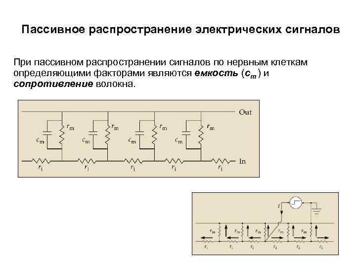 Пассивное распространение электрических сигналов При пассивном распространении сигналов по нервным клеткам определяющими факторами являются