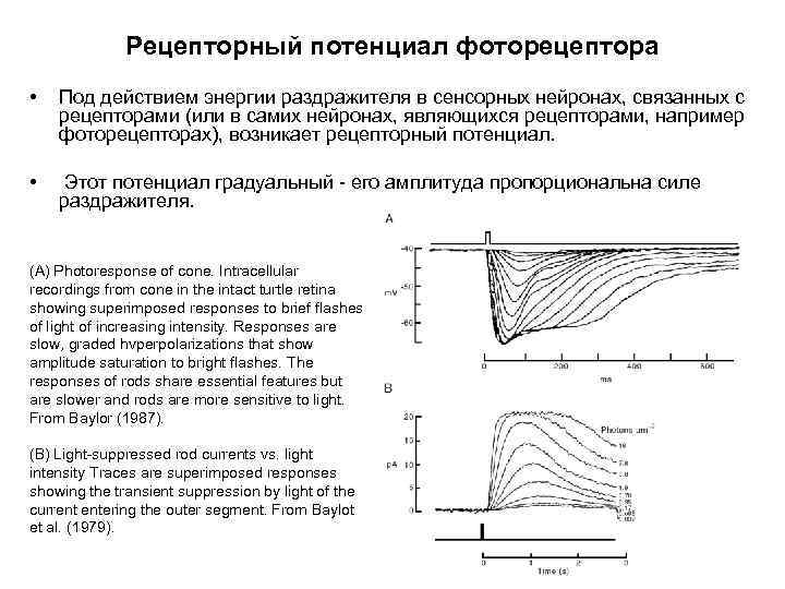 Рецепторный потенциал фоторецептора • Под действием энергии раздражителя в сенсорных нейронах, связанных с рецепторами