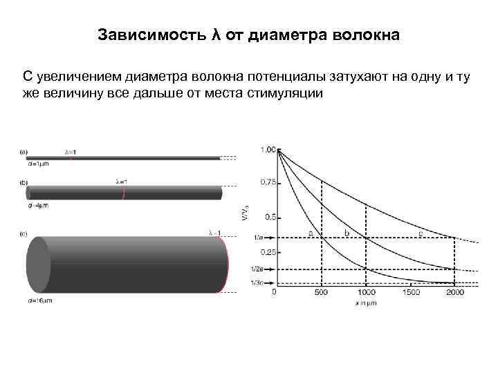 Зависимость λ от диаметра волокна С увеличением диаметра волокна потенциалы затухают на одну и
