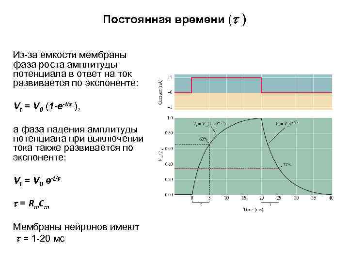 Постоянная времени ( ) Из-за емкости мембраны фаза роста амплитуды потенциала в ответ на